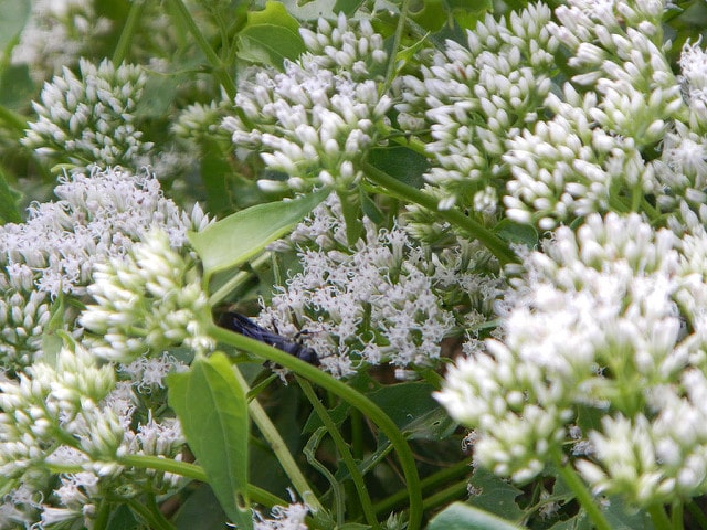 Mikania scandens