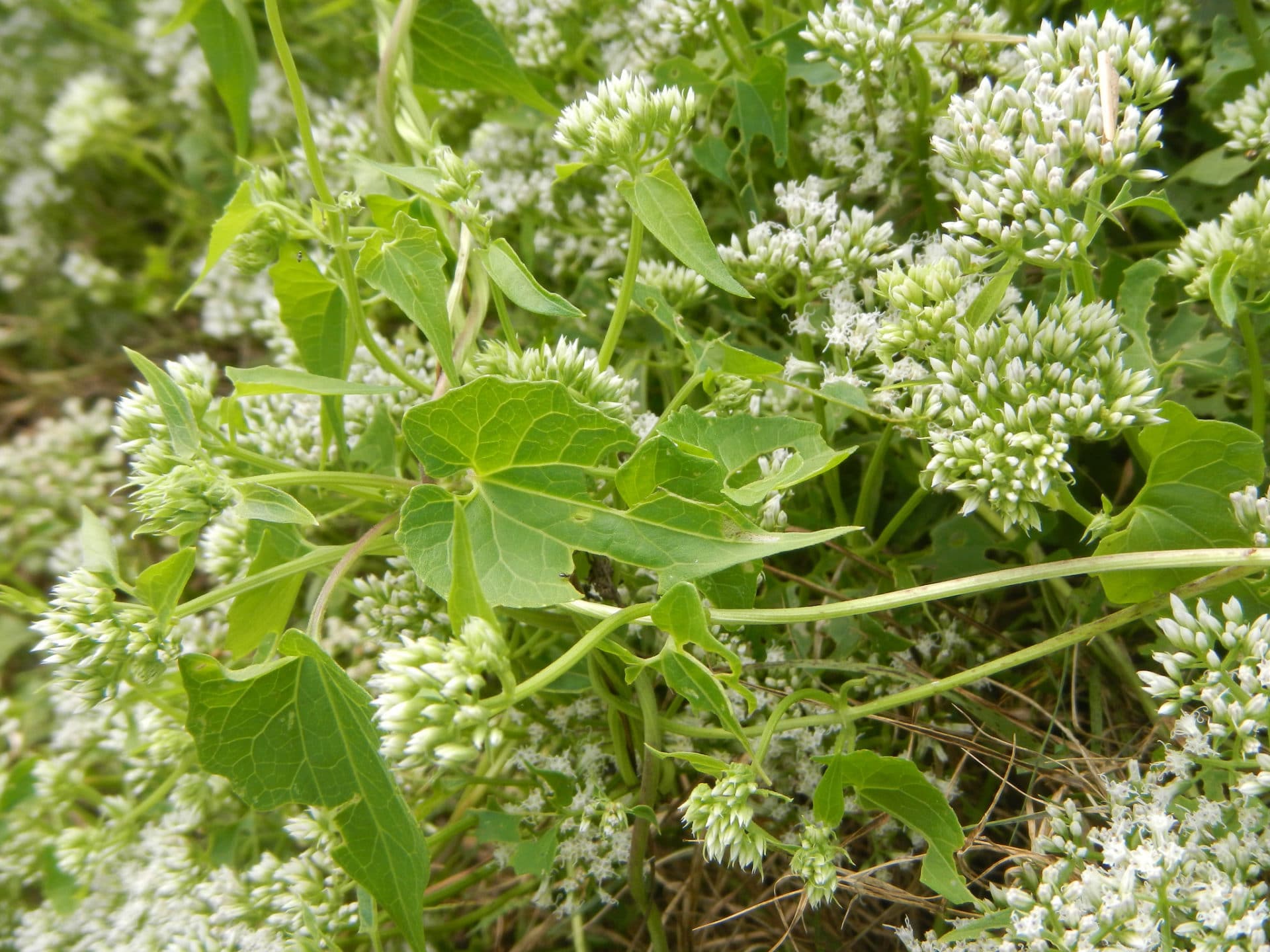 Mikania scandens