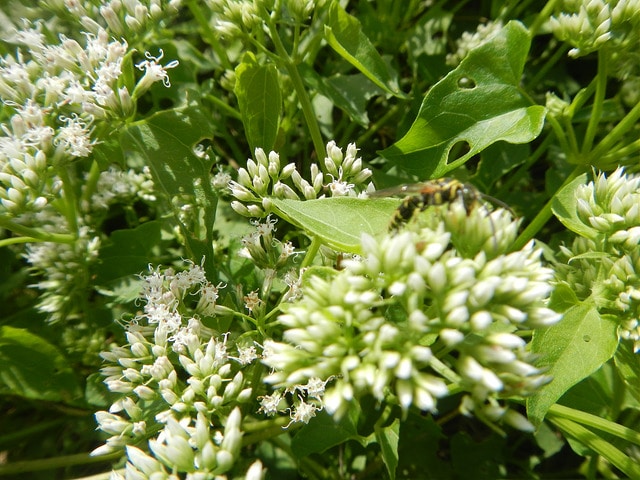 Mikania scandens