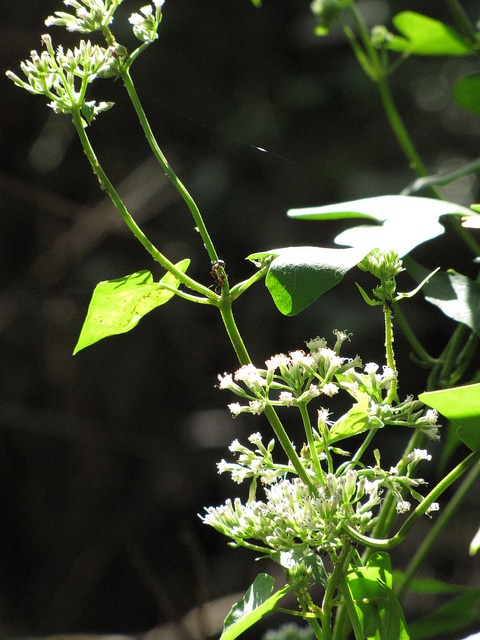 Mikania scandens