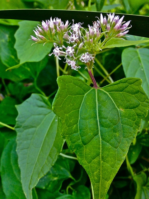 Mikania scandens