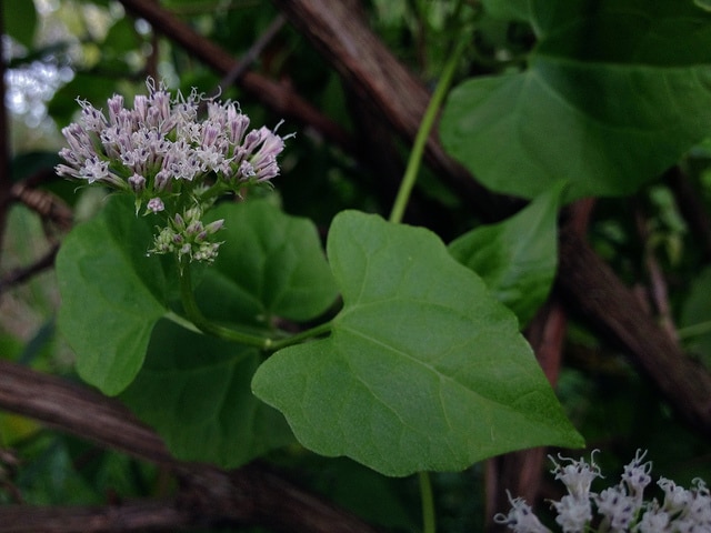 Mikania scandens