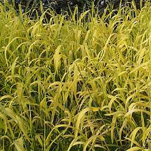Millet diffus