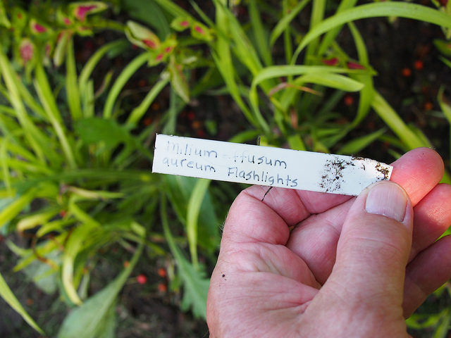 Millet diffus (Milium effusum)