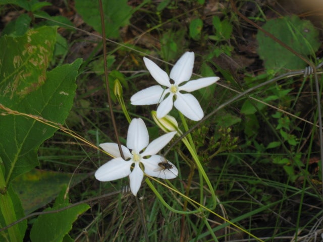 Milla biflora (Milla biflora)