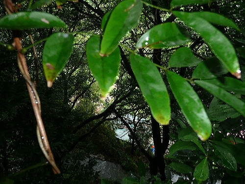 Millettia reticulata