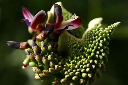Millettia reticulata