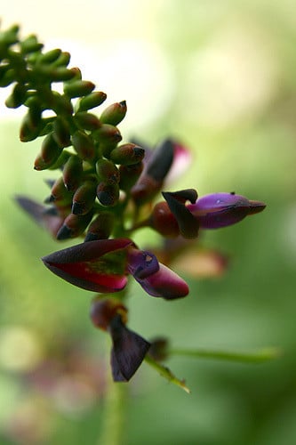 Millettia reticulata