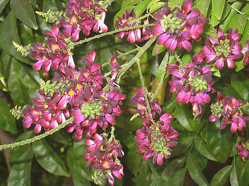 Millettia reticulata