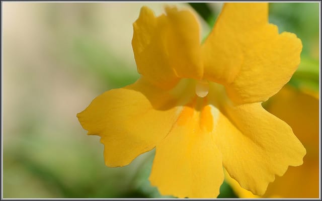Mimule glutineux (Mimulus aurantiacus)