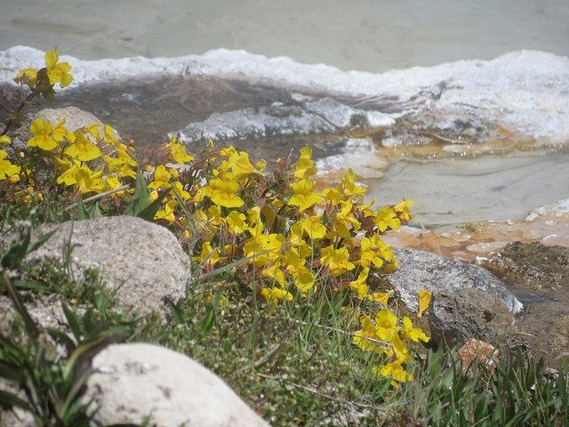 Mimule tacheté (Mimulus guttatus)