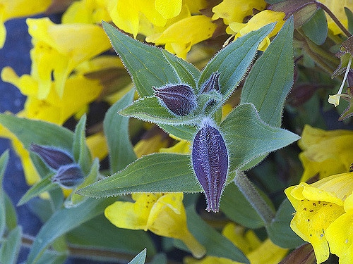 Mimulus lewisii