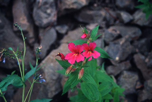 Mimulus lewisii