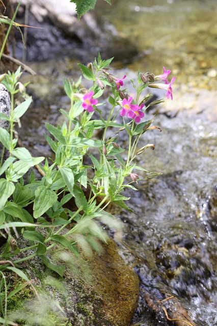 Mimulus lewisii