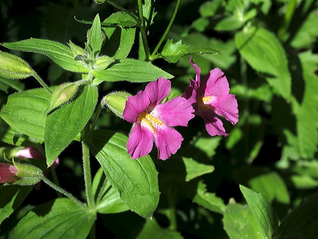 Mimulus lewisii