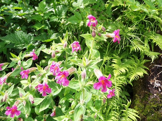 Mimulus lewisii (Mimulus lewisii)