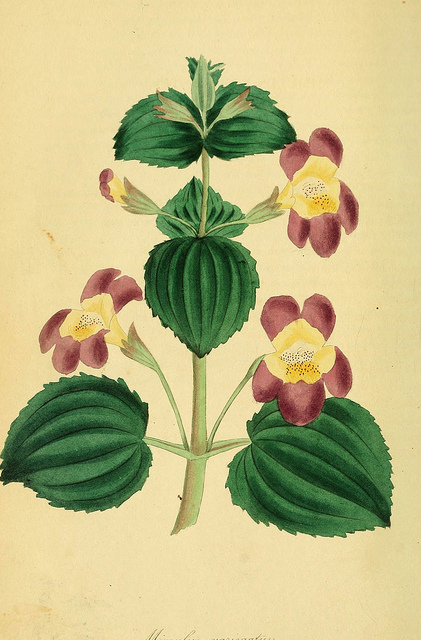 Mimule luteus