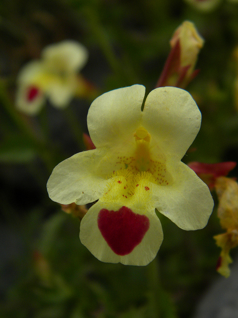 Mimule luteus
