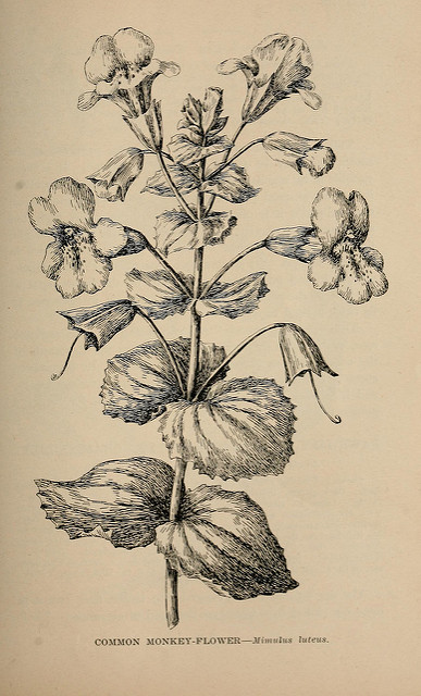 Mimule luteus