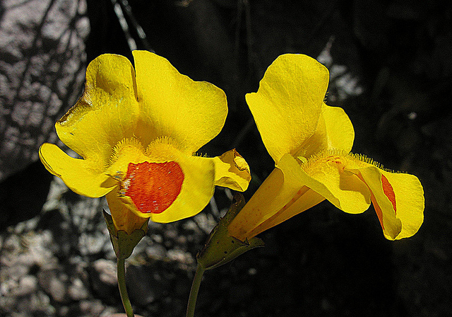 Mimule luteus (Mimulus luteus)