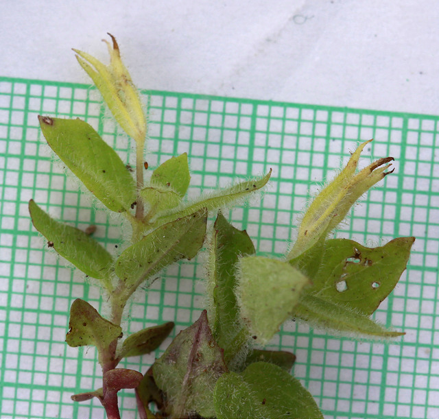 Mimule musqué (Mimulus moschatus)