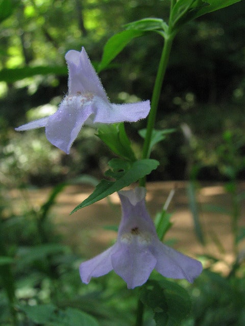 Mimulus ringens