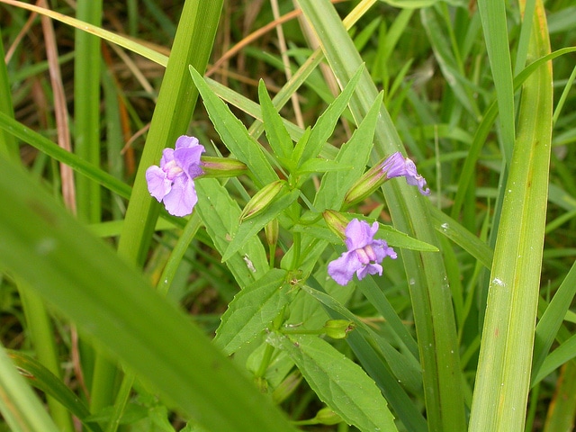 Mimulus ringens