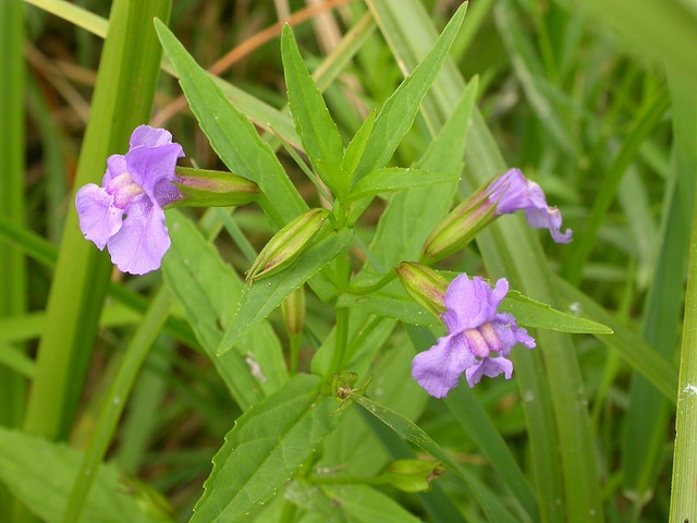 Mimulus ringens