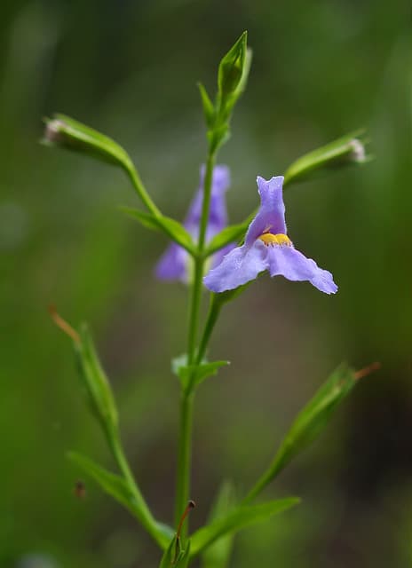 Mimulus ringens