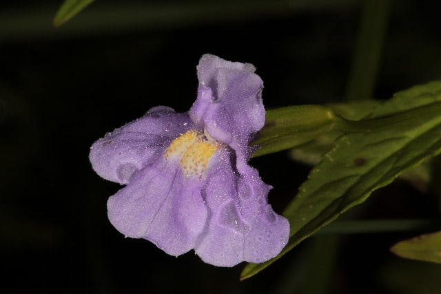 Mimulus ringens (Mimulus ringens)
