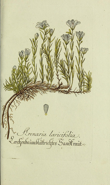 Minuartie à feuilles de mélèze (Minuartia laricifolia)