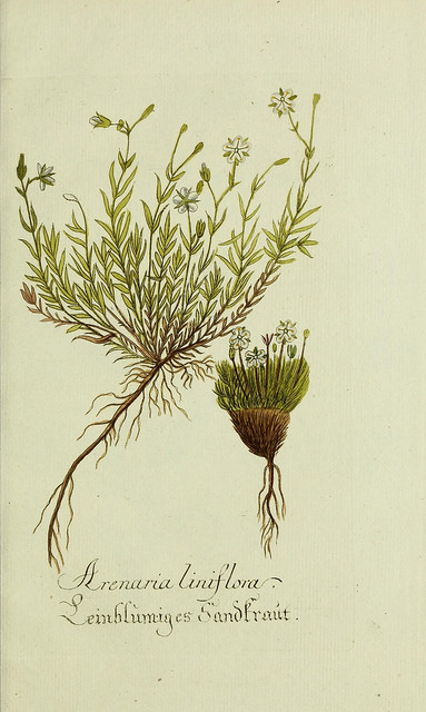 Minuartie à feuilles de mélèze