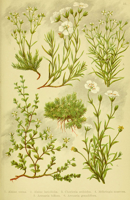 Minuartie à feuilles de mélèze
