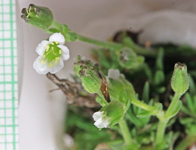 Minuartia obtusiloba