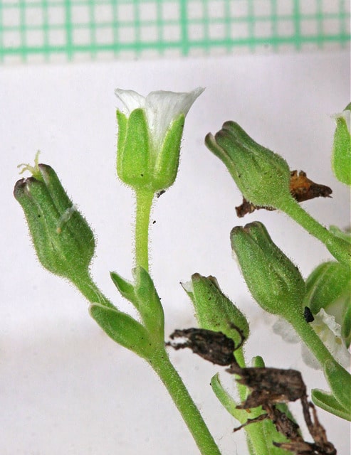 Minuartia obtusiloba