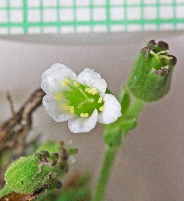 Minuartia obtusiloba