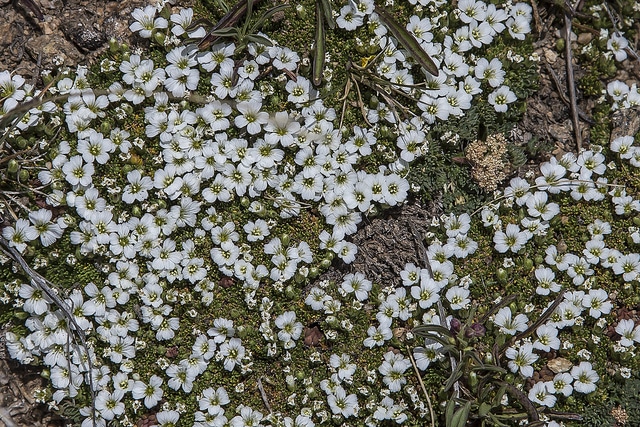 Minuartia obtusiloba