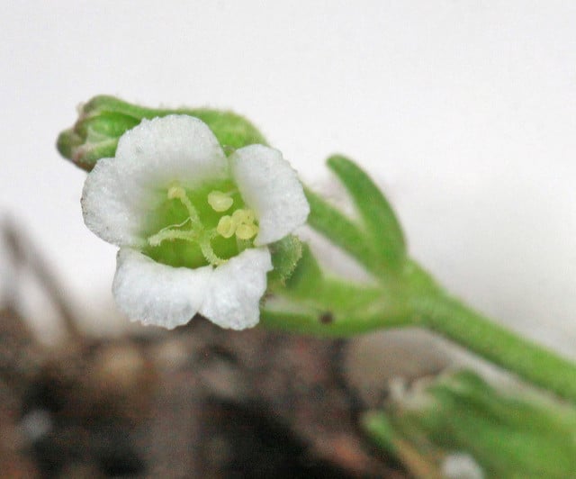 Minuartia obtusiloba