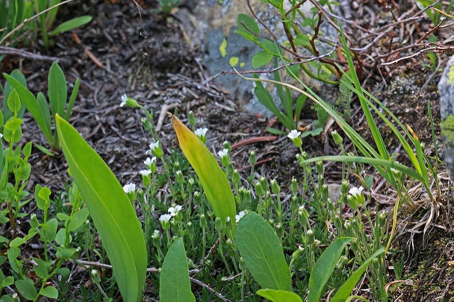 Minuartia obtusiloba (Minuartia obtusiloba)