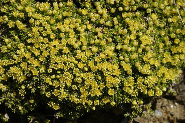 Minuartie faux orpin (Minuartia sedoides)