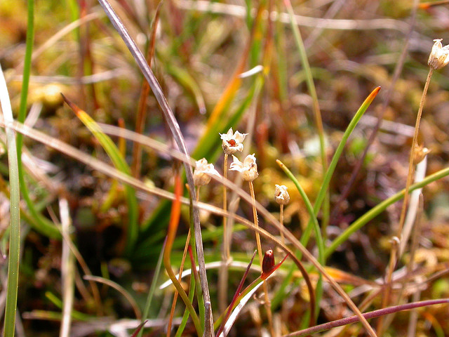 Minuartie dressée (Minuartia stricta)