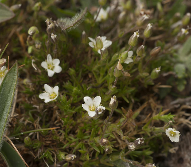 Minuartie de printemps
