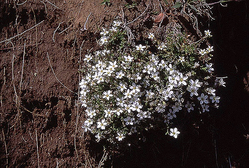 Minuartie de printemps