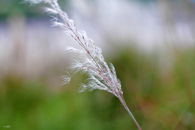 Eulalie gigantesque (Miscanthus floridulus)