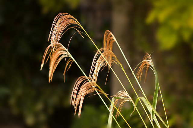 Miscanthus nepalensis