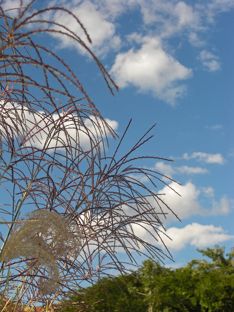 Miscanthus nepalensis