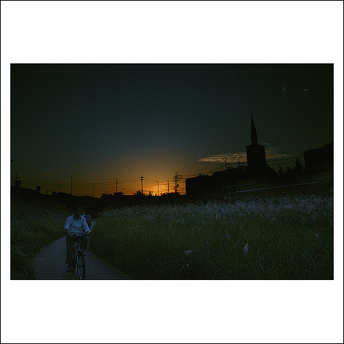 Eulalie géante (Miscanthus sacchariflorus)