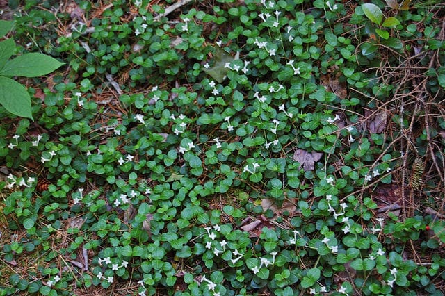 Mitchella repens