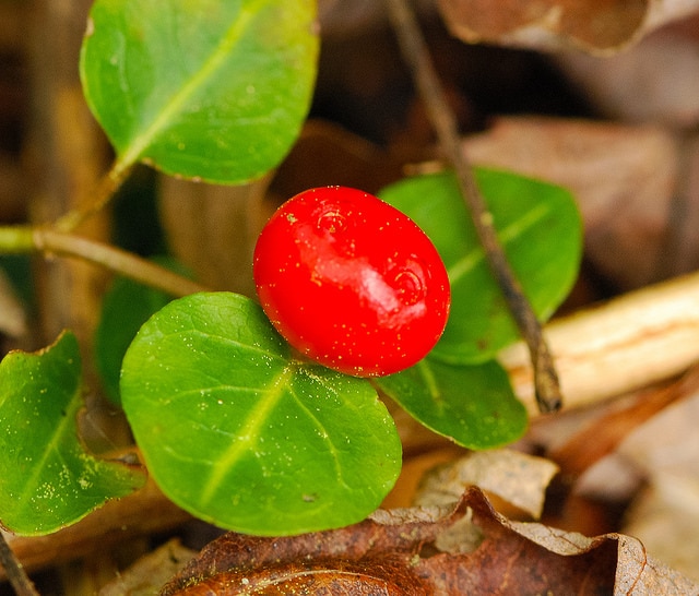 Mitchella repens