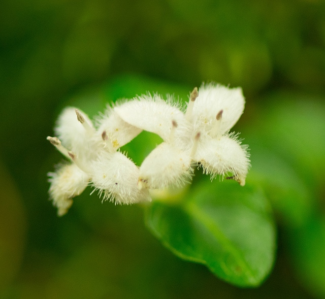 Mitchella repens